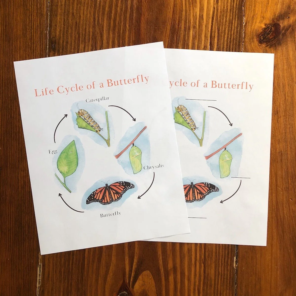 Level One Nature Study Anatomy Printable Pack - Image 4