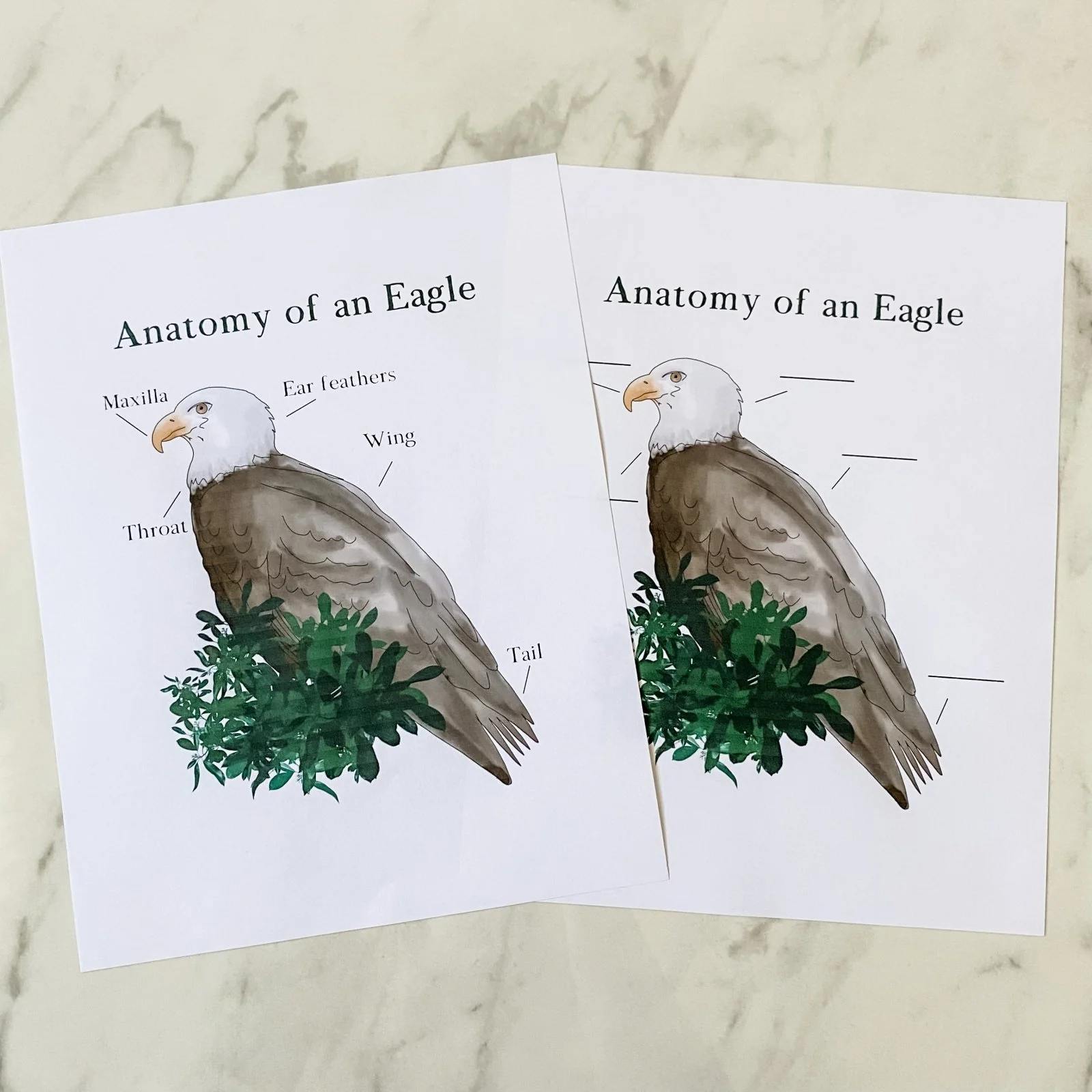 Level Two Nature Study Anatomy Printable Pack - Image 7