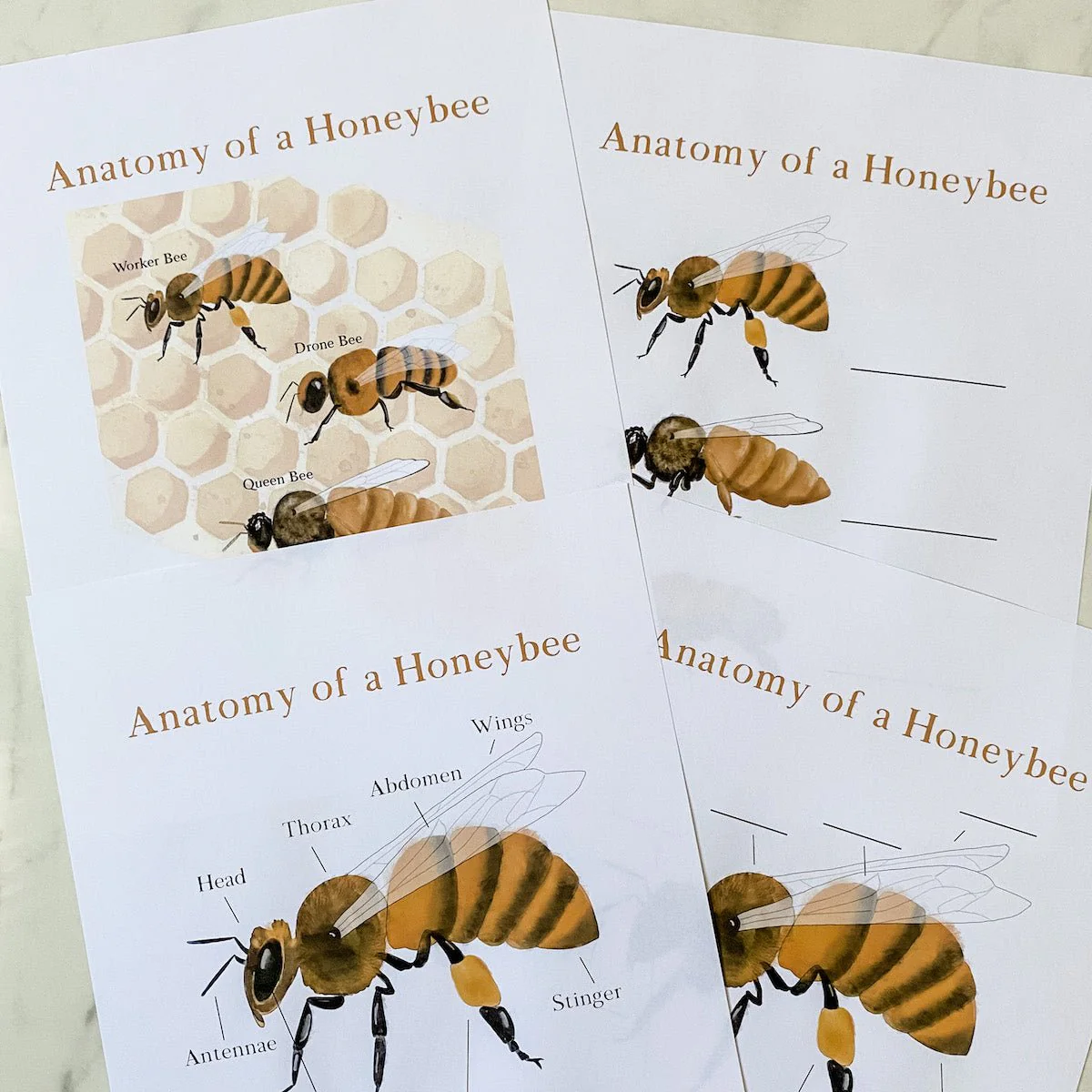 Level Two Nature Study Anatomy Printable Pack - Image 8