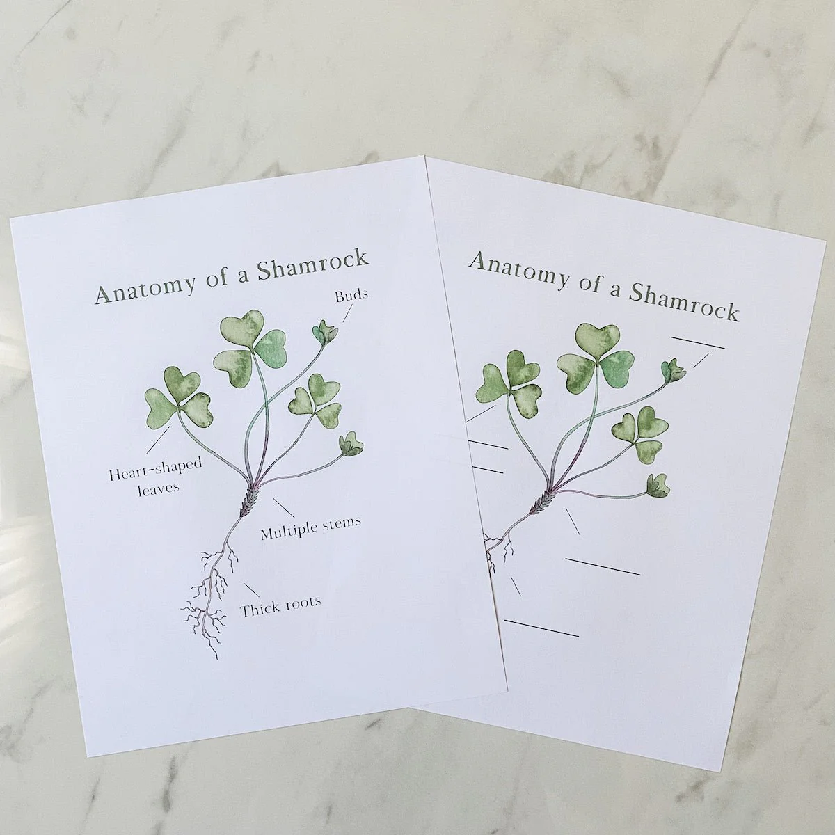 Level Two Nature Study Anatomy Printable Pack - Image 9
